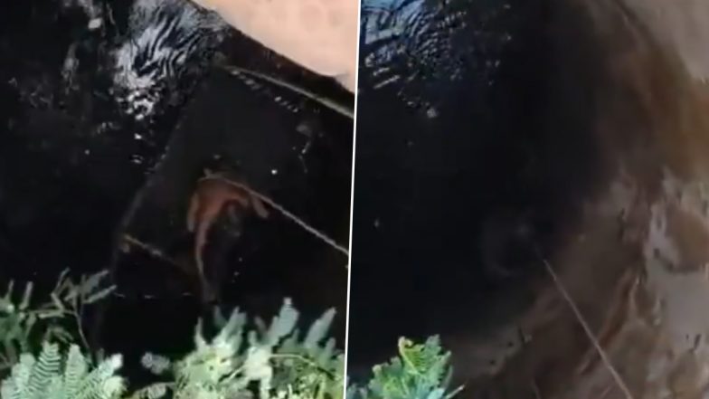 Viral Video: कुएं में जा गिरा सांड, गांव के लोगों ने रस्सी के सहारे निकाला बाहर, आगरा का वीडियो आया सामने