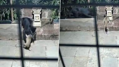 Black Panther Spotted in Ratnagiri: महाराष्ट्र के राजापुर में कुत्ते का शिकार करते हुए दुर्लभ तेंदुआ कैमरे में कैद, वीडियो वायरल