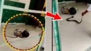 Cobra Rescued From School: यूपी के झांसी में स्कूल के अंदर मिला खतरनाक कोबरा, वन विभाग ने किया रेस्क्यू
