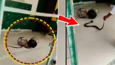 Cobra Rescued From School: यूपी के झांसी में स्कूल के अंदर मिला खतरनाक कोबरा, वन विभाग ने किया रेस्क्यू