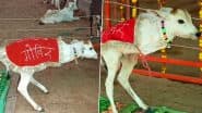 OMG! दो पैरों वाले गाय के बछड़े ने खींचा सबका ध्यान, Viral Video देख लोगों ने माना इसे ईश्वर का चमत्कार