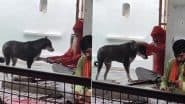 मंदिर में बैठकर साधु ने दबाए कुत्ते के पैर, मजे से सेवा का लुत्फ उठाता दिखा जानवर (Watch Viral Video)