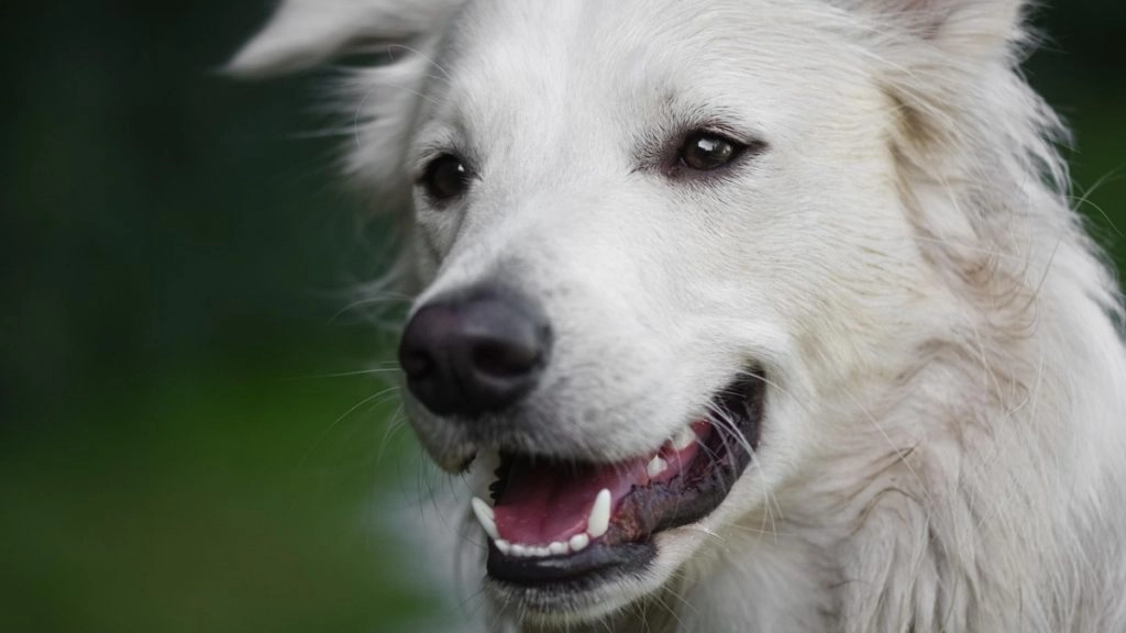 पुणे जिले में बेजुबान कुत्ते के साथ शख्स ने किया कुकर्म.