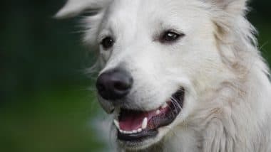 Dog Attack in Delhi: रेबीज़ से मासूम की मौत के बाद पूठ कलां में आक्रोश, परिजनों ने एमसीडी के खिलाफ की कार्रवाई की मांग