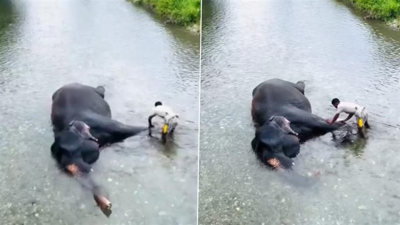 पानी में लेटकर आराम फरमाती दिखी हथिनी, मनमोहक Viral Video को देख आप भी हार जाएंगे अपना दिल