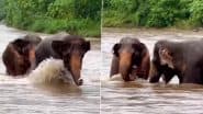 Viral Video: सूंड से पानी उछालकर नदी में मसती करते दिखे हाथी, उनकी क्यूट अटखेलियों ने जीता सबका दिल