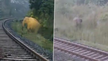 हथिनी ने रेलवे ट्रैक पर दिया बच्चे को जन्म, करीब दो घंटे तक रुकी रही ट्रेन, देखें इस घटना का Viral Video