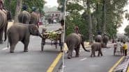 Viral Video: ठेले पर खीरा खरीद रही महिला के पास जा पहुंचा नन्हा हाथी, सूंड को आगे बढ़ाकर गजराज ने किया ऐसा काम