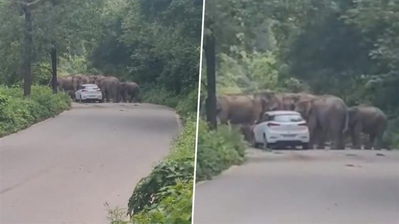 Viral Video: जंगल के बीच सड़क से गुजर रही कार को हाथियों के झुंड ने रोका, हैरान करने वाला वीडियो हुआ वायरल