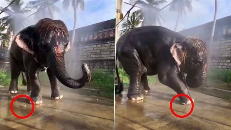 Viral Video: छोटे से मेंढक को देखकर बुरी तरह से घबराया नन्हा हाथी, रिएक्शन देख हंस पड़ेंगे आप