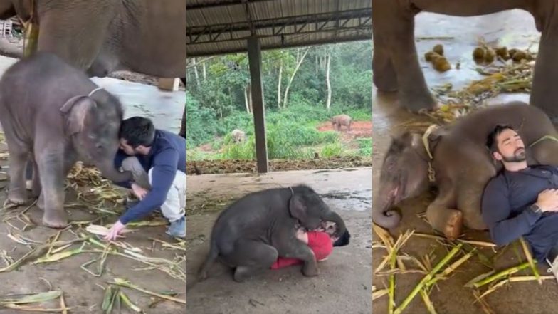 Viral Video: केयरटेकर के साथ खेलते और मस्ती करते नन्हे हाथी का वीडियो हुआ वायरल, क्यूटनेस से जीता सबका दिल