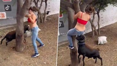 पीछे पड़ी बकरी तो बचने के लिए पेड़ पर चढ़ी महिला, Viral Video में देखें कैसे जानवर ने सींग से मार-मारकर किया बुरा हाल