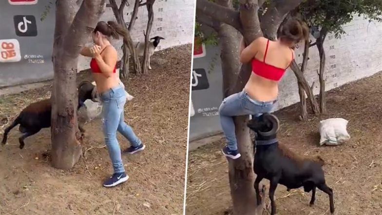 पीछे पड़ी बकरी तो बचने के लिए पेड़ पर चढ़ी महिला, Viral Video में देखें कैसे जानवर ने सींग से मार-मारकर किया बुरा हाल
