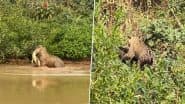 Viral Video: मछली का शिकार करके अपना पेट भर रहा था मगरमच्छ, अचानक उस पर कहर बनकर टूट पड़ा जैगुआर और फिर...