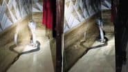 Viral Video: कमरे में सो रहे परिवार के पास जा पहुंचा किंग कोबरा, गुस्से में फन फैलाकर नागराज ने किया किया यह काम