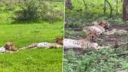 Viral Video: शिकार करने के बाद आराम फरमाते दिखे चीते, कूनो नेशनल पार्क से वायरल हुआ मनमोहक वीडियो