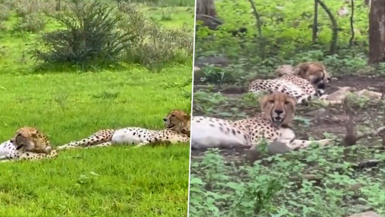 Viral Video: शिकार करने के बाद आराम फरमाते दिखे चीते, कूनो नेशनल पार्क से वायरल हुआ मनमोहक वीडियो