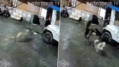 रात के सन्नाटे में खूंखार तेंदुए से हुआ गली के डोगेश गैंग का सामना, फिर जो हुआ… देखें खतरनाक Viral Video