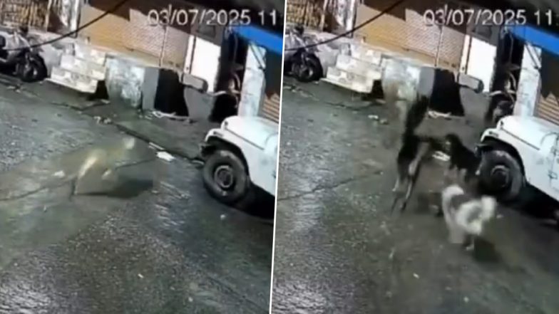 रात के सन्नाटे में खूंखार तेंदुए से हुआ गली के डोगेश गैंग का सामना, फिर जो हुआ… देखें खतरनाक Viral Video