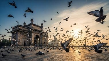 सावधान! कबूतरों को दाना डाला तो दर्ज होगा केस, जानें हाई कोर्ट ने क्यों दिया FIR का ये आदेश