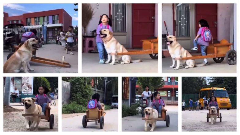 Viral Video: वफादार डॉगी बना ड्राइवर! नन्ही फ्रेंड को रोज स्कूल से लेने जाता है प्यारा कुत्ता, देखें वायरल वीडियो