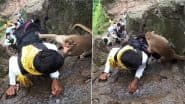 Viral Video: पहाड़ पर चढ़ने के दौरान बंदर से पंगा लेना पड़ गया महंगा, जानवर ने शख्स के साथ ऊंचाई पर किया कुछ ऐसा