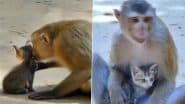 पहले चूमा फिर एक मां की तरह गोद में लेकर नन्ही बिल्ली पर बंदर ने लुटाया प्यार, Viral Video देख भावुक हुए लोग
