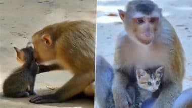 पहले चूमा फिर एक मां की तरह गोद में लेकर नन्ही बिल्ली पर बंदर ने लुटाया प्यार, Viral Video देख भावुक हुए लोग
