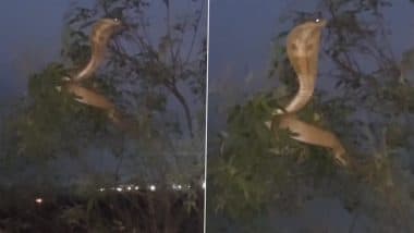 क्या सच में नाग पंचमी पर पेड़ की टहनी पर बैठी दिखी नागिन? Viral Video ने उड़ाए लोगों के होश