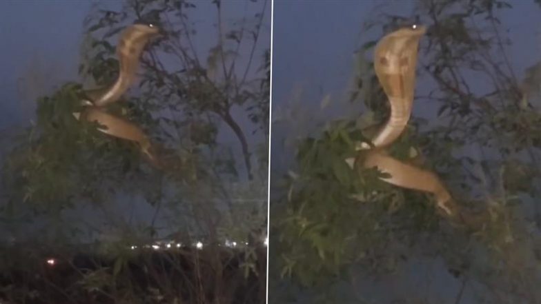 क्या सच में नाग पंचमी पर पेड़ की टहनी पर बैठी दिखी नागिन? Viral Video ने उड़ाए लोगों के होश