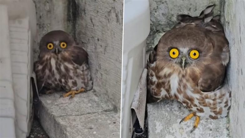Viral Video: पेट्रोल पंप के पास टहलता दिखा खतरनाक पक्षी, रेस्क्यू करने पहुंचा शख्स तो नजारा देख उड़े होश