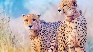 MP: क्या खतरे में है प्रोजेक्ट चीता? Kuno National Park में अब 'नाभा' की मौत, अब तक कुल 14 चीतों की जा चुकी है जान