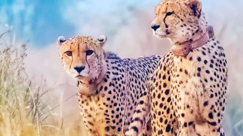 MP: क्या खतरे में है प्रोजेक्ट चीता? Kuno National Park में अब 'नाभा' की मौत, अब तक कुल 14 चीतों की जा चुकी है जान