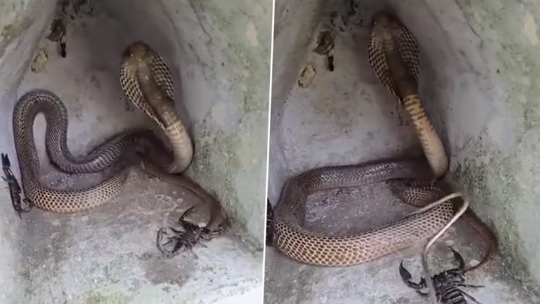 Viral Video: छोटे से बिल में आराम फरमा रहा था किंग कोबरा, तभी वहां पहुंच गया बिच्छू और फिर जो हुआ&hellip;