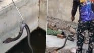 Viral Video: पानी के टैंक में फंसे सांप पर बैठकर चूहे ने बचाई अपनी जान, यह वीडियो देख आप हो जाएंगे हैरान