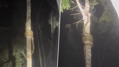 रात के अंधेरे में सरपट पेड़ पर चढ़ता दिखा अजगर, नजारा देखकर दंग रह जाएंगे आप (Watch Viral Video)