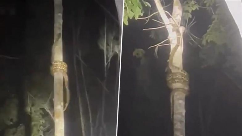 रात के अंधेरे में सरपट पेड़ पर चढ़ता दिखा अजगर, नजारा देखकर दंग रह जाएंगे आप (Watch Viral Video)