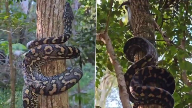 Viral Video: इस खतरनाक सांप से बचने के लिए न करें पेड़ पर चढ़ने की गलती, वरना गंवानी पड़ सकती है जान
