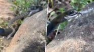 Viral Video: छोटे सांप को पलक झपकते ही निगल गए नागराज, शिकार का खौफनाक मंजर देख हैरान हो जाएंगे आप
