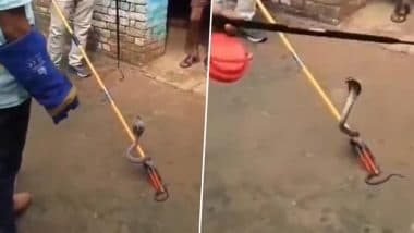 Uttar Pradesh: एटा के जिस घर में हुई थी नाग की मौत, 15 दिन बाद वहां बदला लेने पहुंची नागिन, इलाके में मचा हड़कंप (Watch Video)