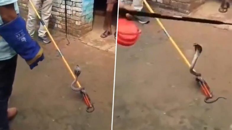 Uttar Pradesh: एटा के जिस घर में हुई थी नाग की मौत, 15 दिन बाद वहां बदला लेने पहुंची नागिन, इलाके में मचा हड़कंप (Watch Video)