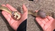 Viral Video: अपने मुंह से कई गुना बड़े अंडे को पल भर में निगल गया छोटा सा सांप, हैरान करने वाला वीडियो हुआ वायरल