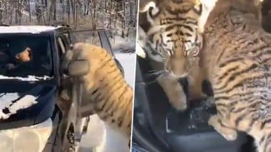 कार में बैठा था शख्स, तभी एक साथ घुस गए तीन खूंखार बाघ, फिर जो हुआ... Viral Video को देख दंग रह जाएंगे आप कार में बैठा था शख्स, तभी एक साथ घुस गए तीन खूंखार बाघ, फिर जो हुआ... Viral Video को देख दंग रह जाएंगे आप