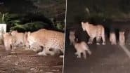 Viral Video: रानीखेत में रात के अंधेरे में चार शावकों के साथ घूमती नजर आई मादा तेंदुआ, मनमोहक वीडियो हुआ वायरल