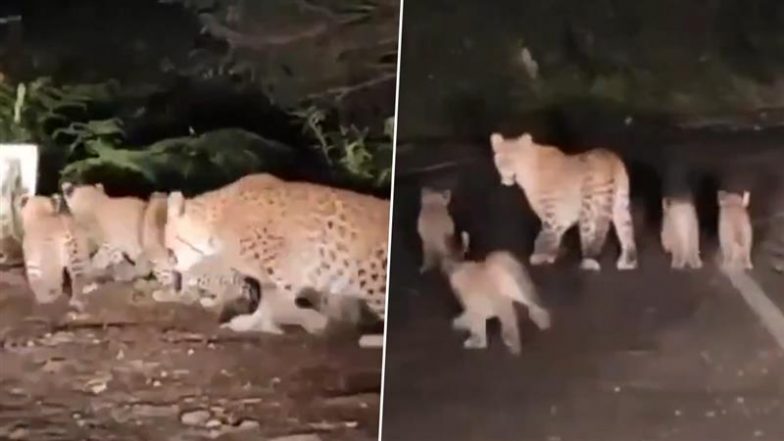 Viral Video: रानीखेत में रात के अंधेरे में चार शावकों के साथ घूमती नजर आई मादा तेंदुआ, मनमोहक वीडियो हुआ वायरल