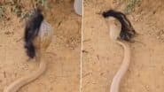 क्या आपने काले बाल वाले सांप को देखा है? Viral Video में देखिए कैसे नागराज ने अपनी घनी जुल्फों से खींचा सबका ध्यान