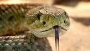 Death by Snake Bite: जहरीले सांप के साथ स्टंट करना पड़ा महंगा! काटने से हुई युवक की मौत, महाराष्ट्र के गोंदिया जिले का वीडियो आया सामने;VIDEO
