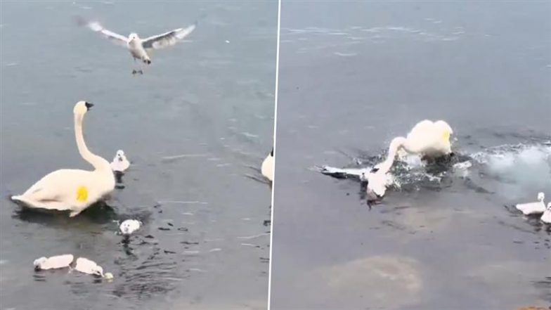 अपने बच्चों को बचाने के लिए सीगल से भिड़ गई मां हंस, Viral Video में देखें कैसे शिकारी को खदेड़ा