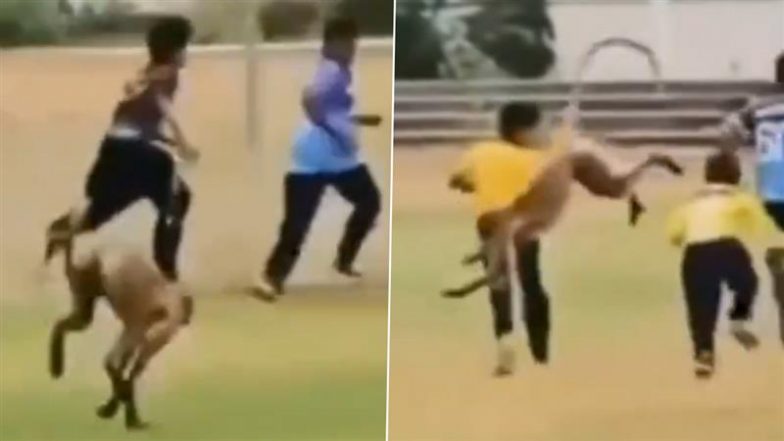 Monkey Attack Video: स्थानीय क्रिकेट मैदान पर बंदर का उत्पात, प्रैक्टिस कर रहे खिलाड़ियों पर किया हमला