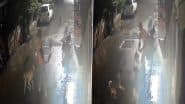 Pune Dog Attack: आवारा कुत्तों के झुंड ने एक साथ किया हमला, शख्स ने किसी तरह बचाई अपनी जान; पूरी घटना CCTV में कैद